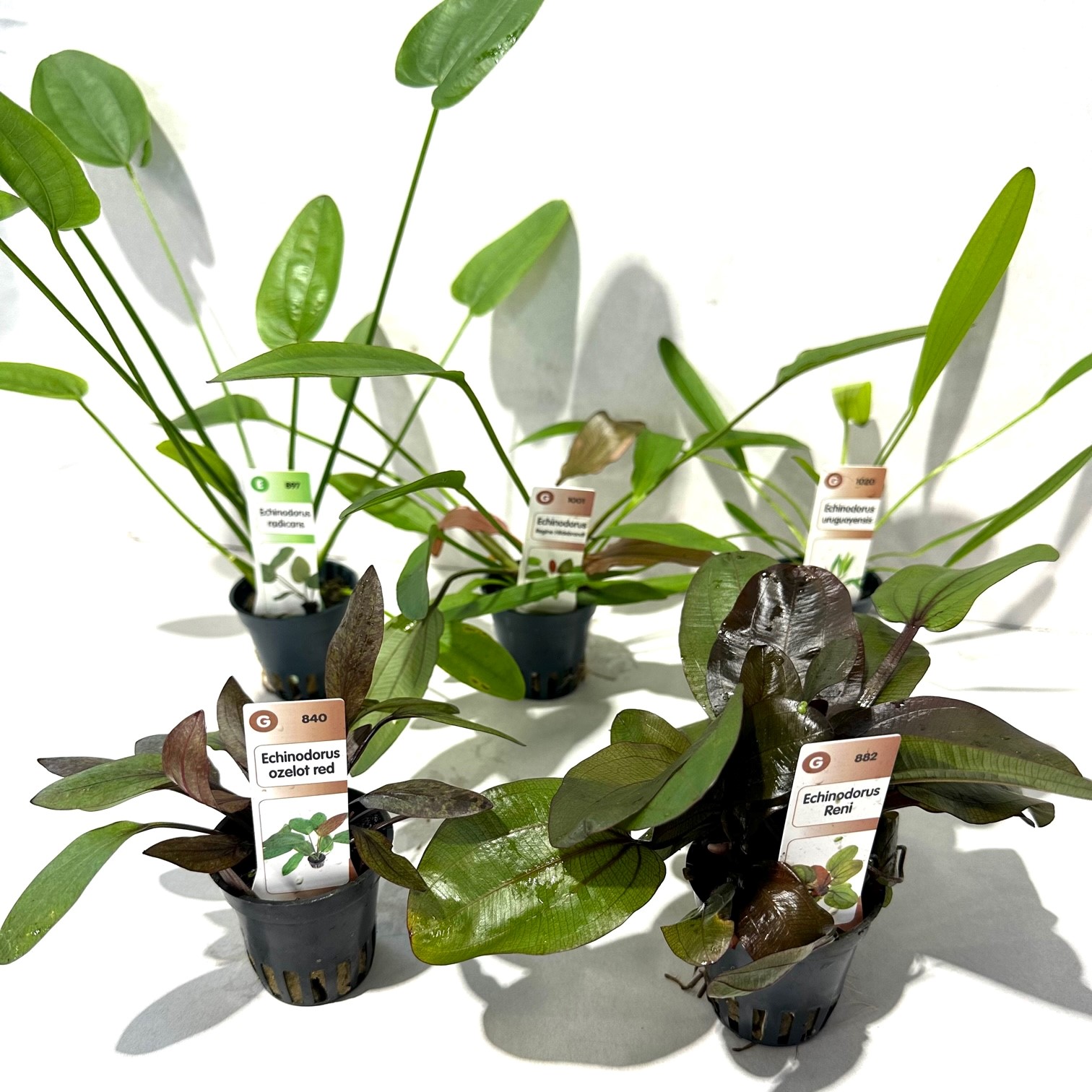 Plantenpakket Echinodorus 5x6 st.